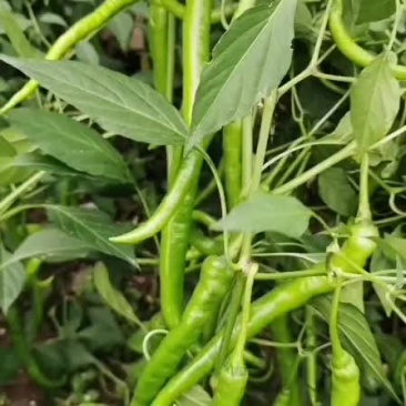 辣椒