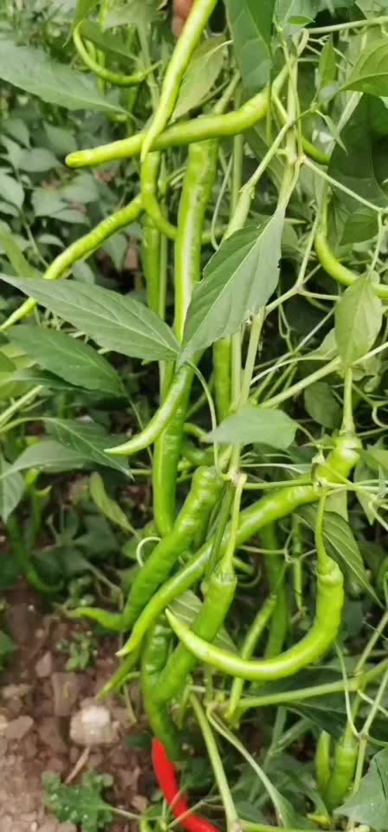 辣椒