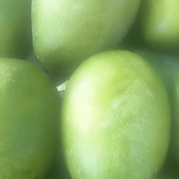 凯特，金煌芒果