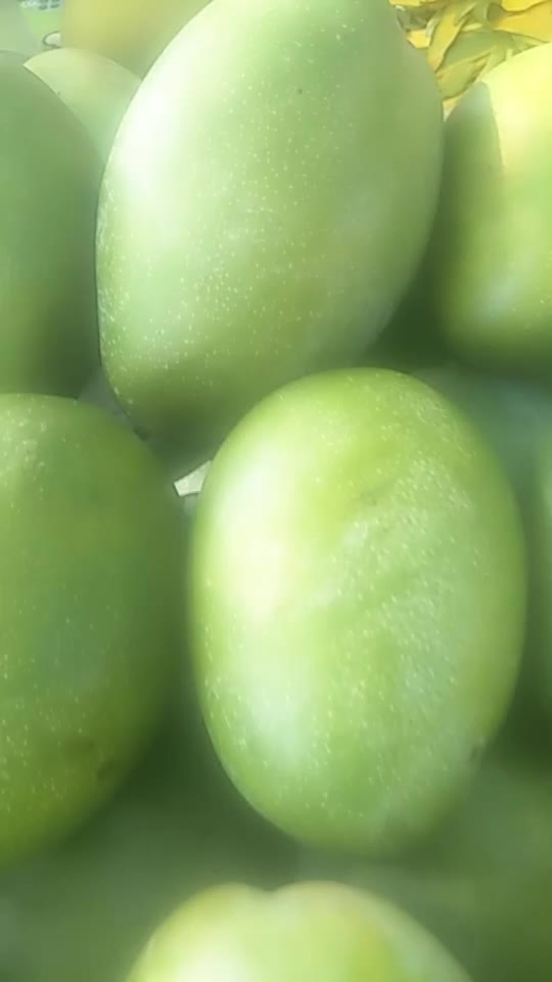 凯特，金煌芒果