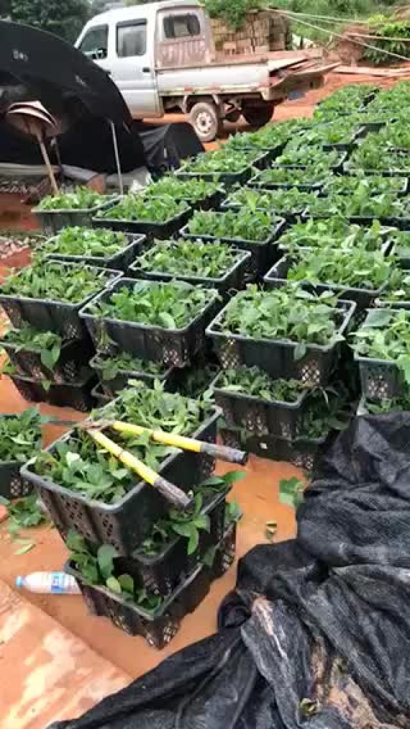 五指毛桃苗