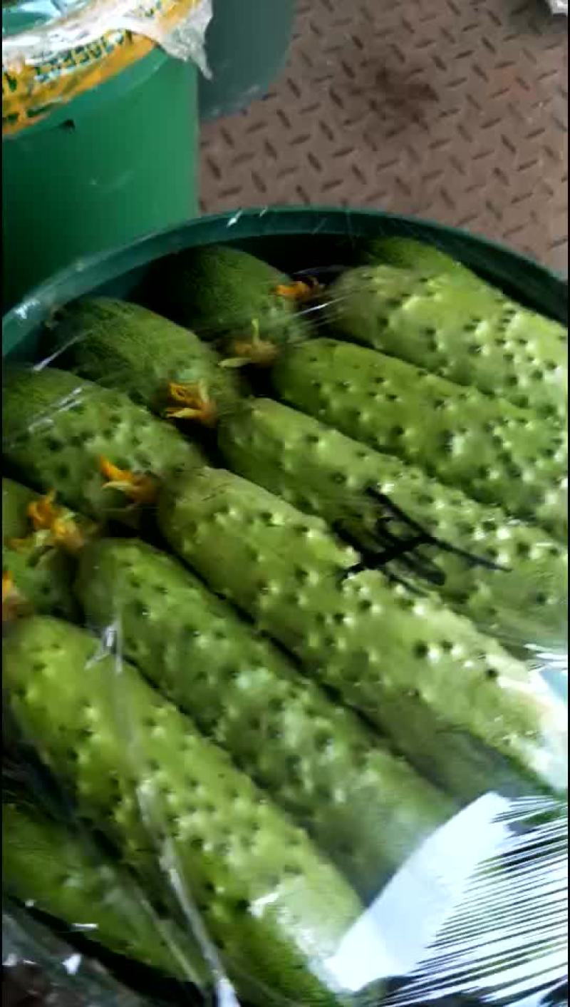 黄瓜
