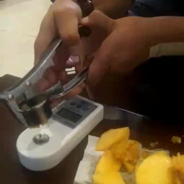 陕西黄桃