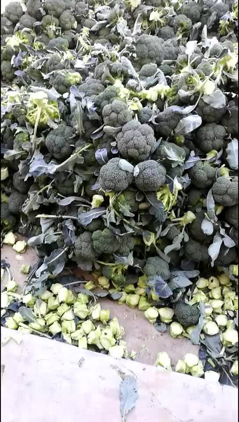 陕西三原县秋季大棚精品~西兰花