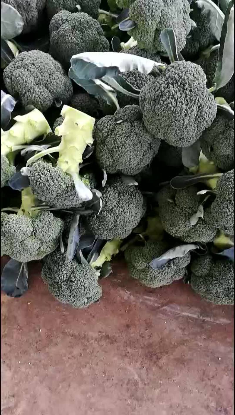 陕西三原县秋季大棚精品~西兰花