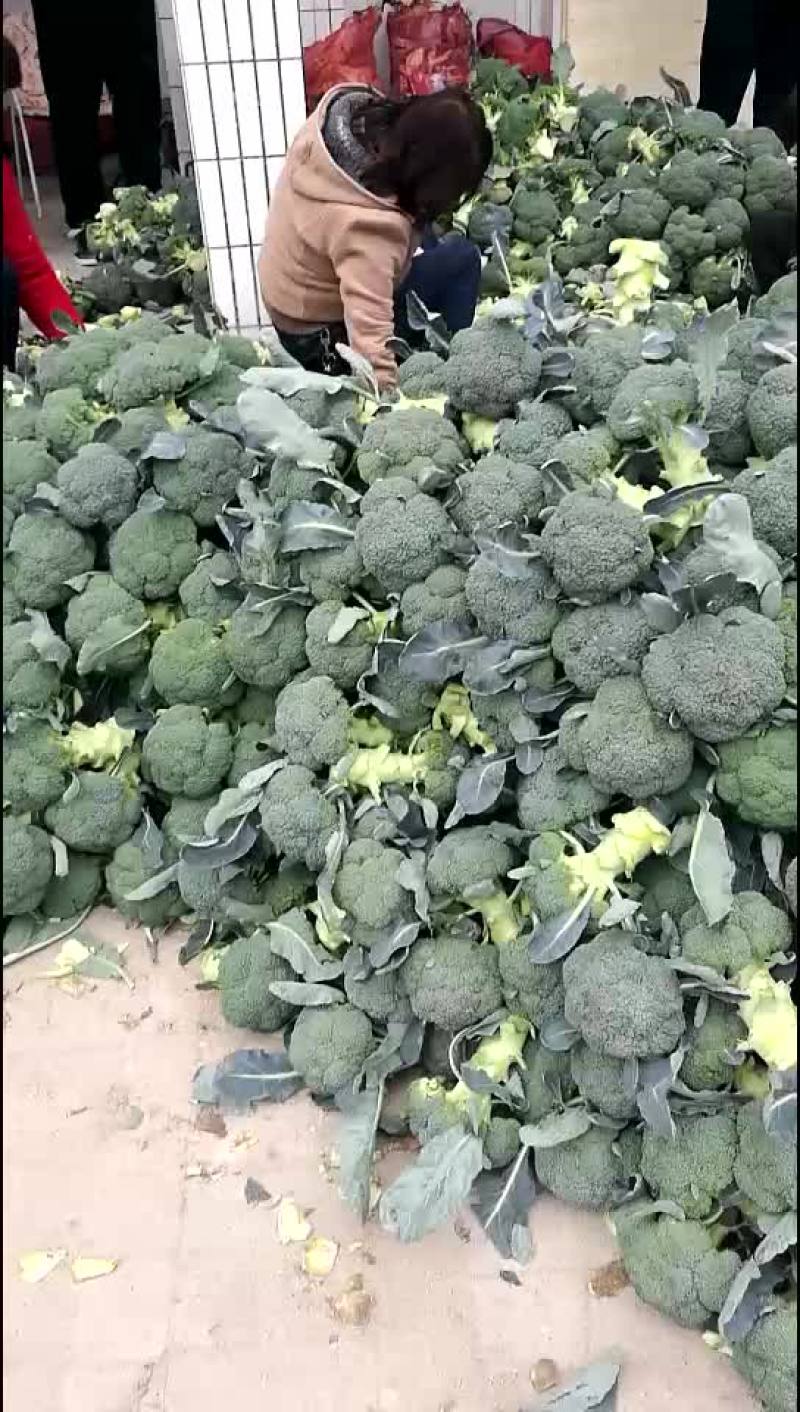 陕西三原县秋季大棚精品~西兰花