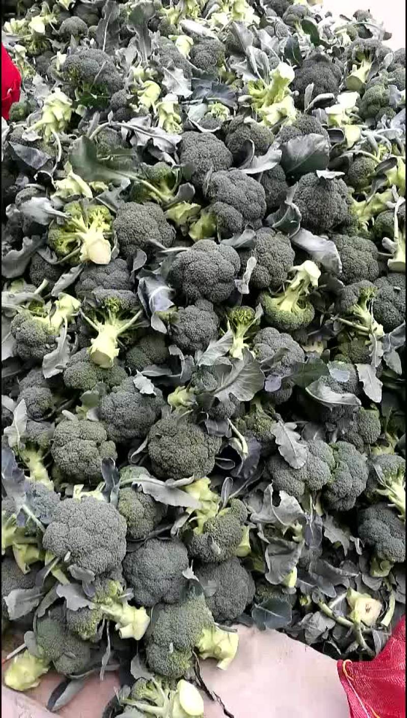 陕西三原县秋季大棚精品~西兰花