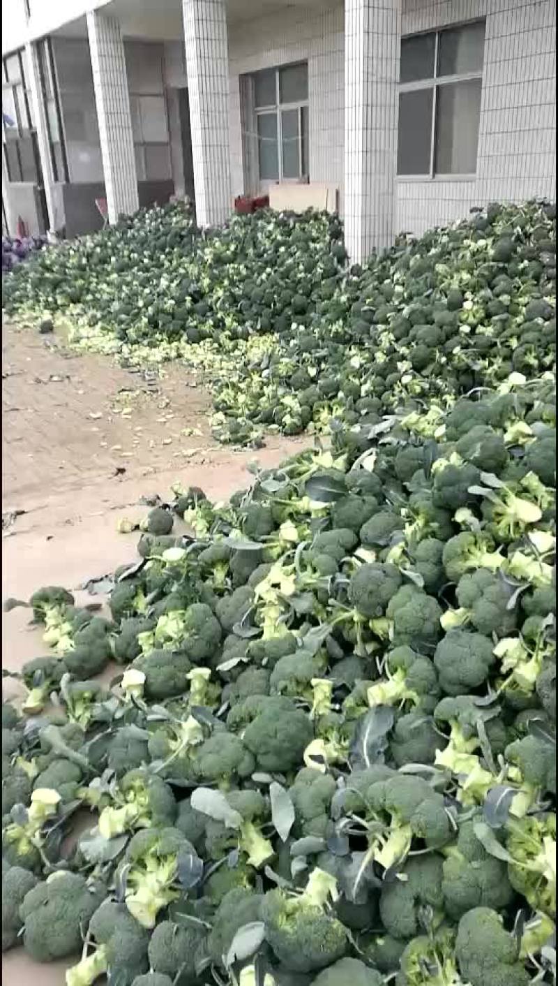 陕西三原县秋季大棚精品~西兰花