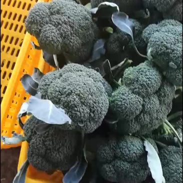 陕西三原县秋季大棚精品~西兰花