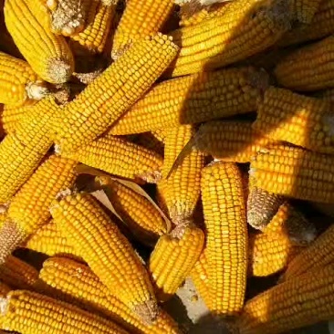 玉米棒大量