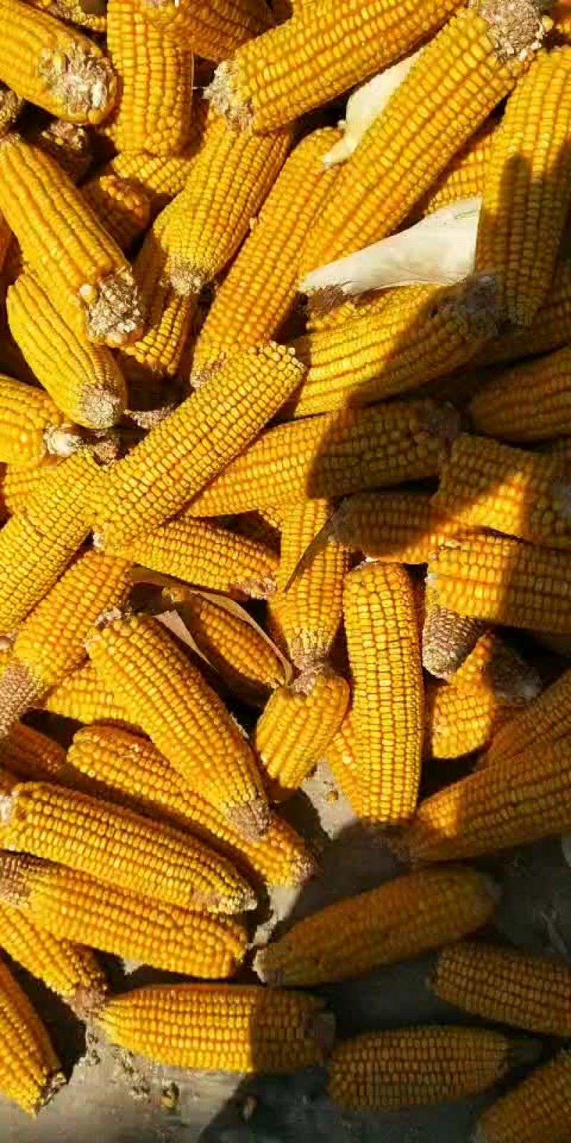 玉米棒大量