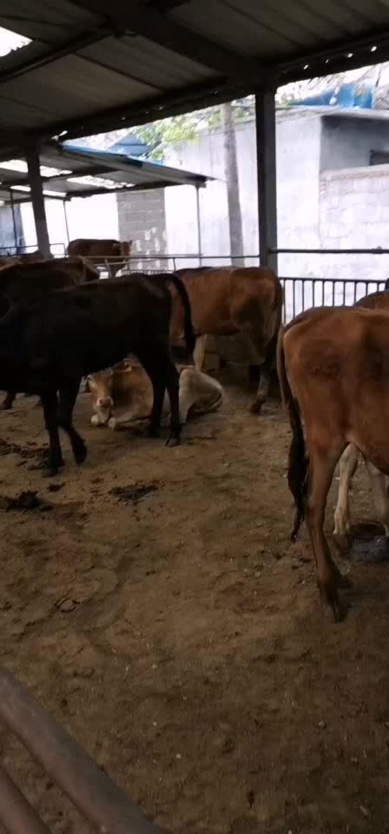 牛犊牛仔牛苗育肥牛包成活包回收包运输欢迎来电联系合