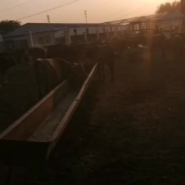 牛犊牛仔牛苗育肥牛包成活包回收包运输欢迎来电联系合