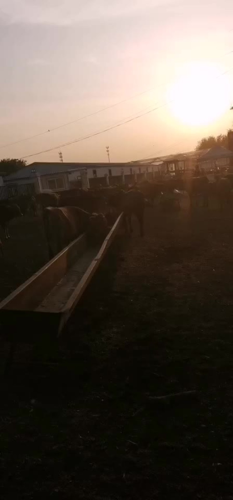 牛犊牛仔牛苗育肥牛包成活包回收包运输欢迎来电联系合