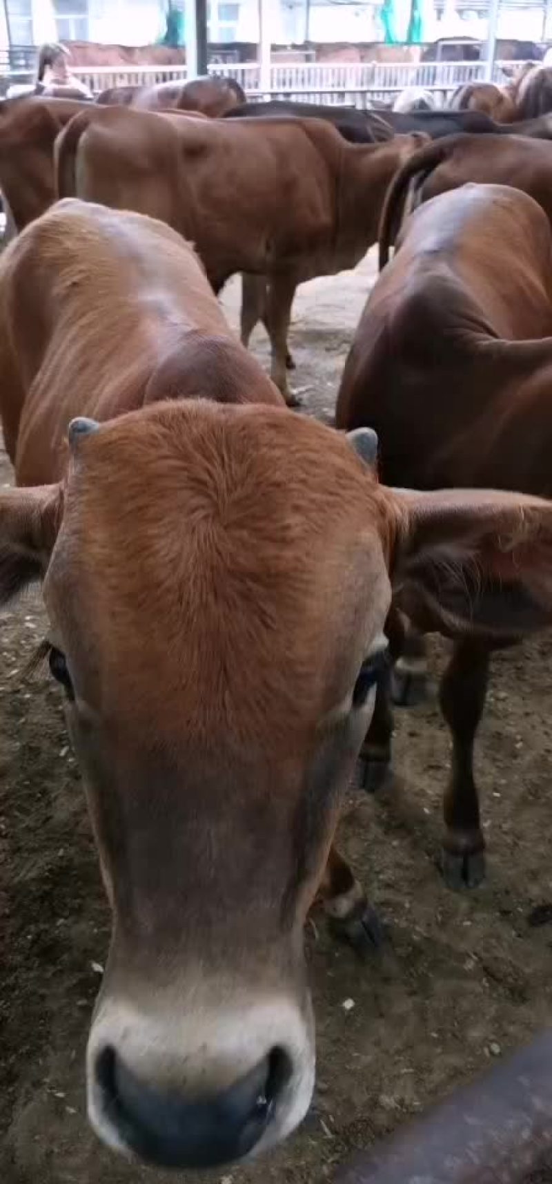 牛犊牛仔牛苗育肥牛包成活包回收包运输欢迎来电联系合