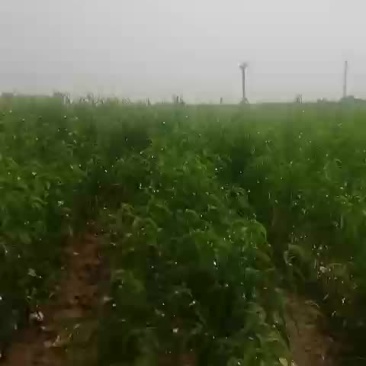 批发杏李品种5百万