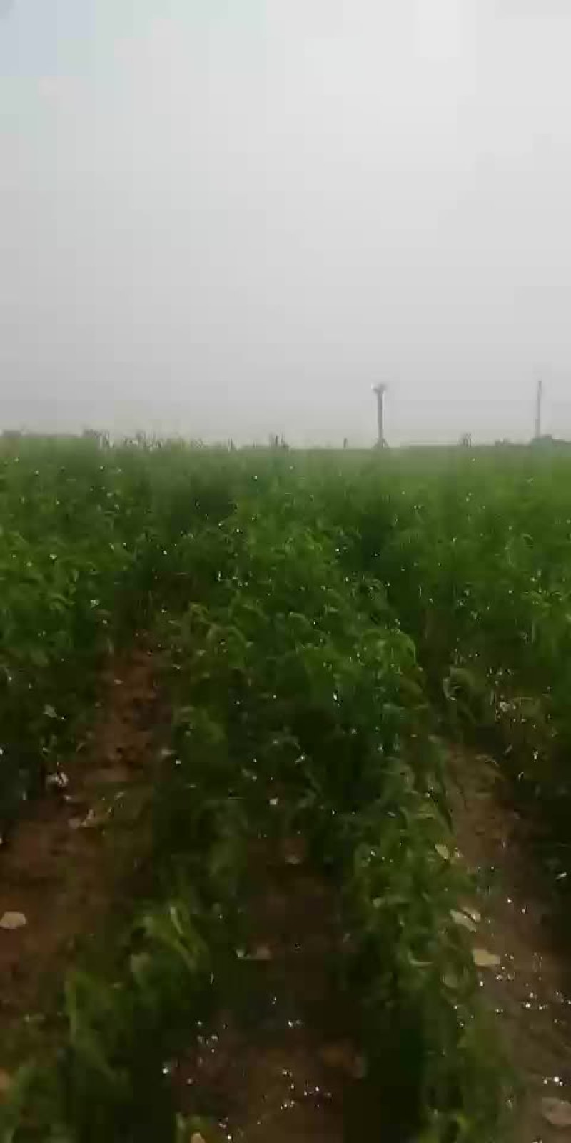 批发杏李品种5百万