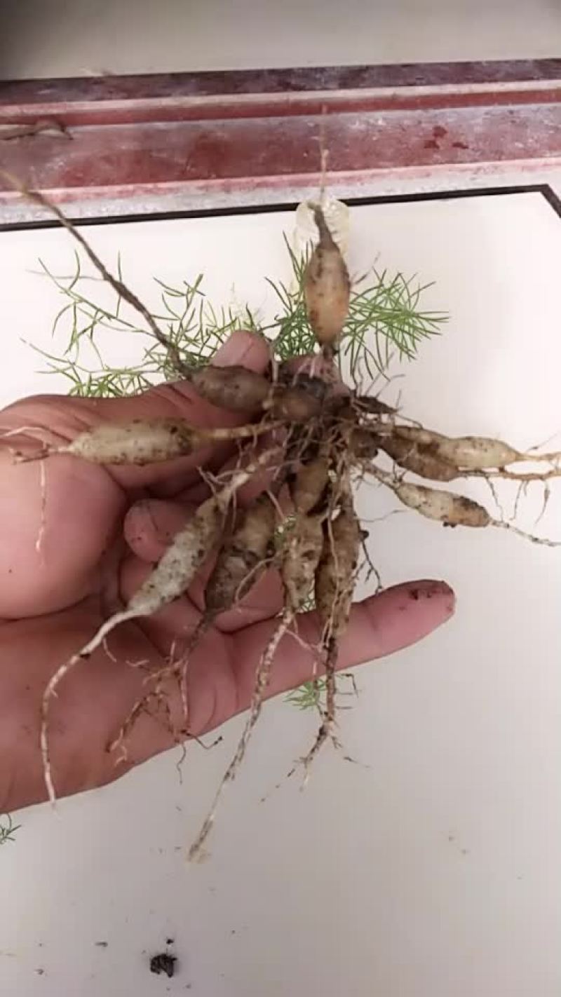 大天冬种苗大量供应，保质保量，全面技术服务。