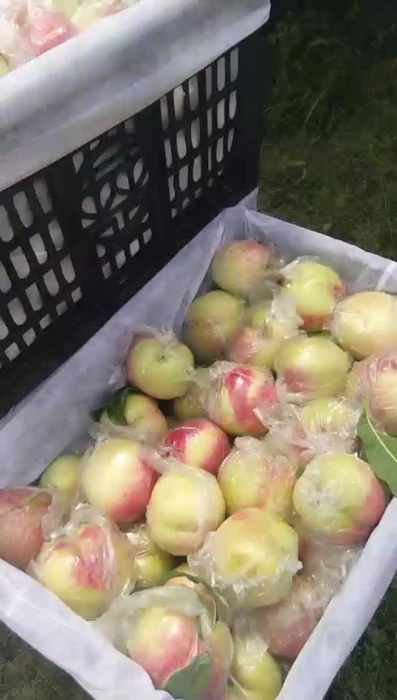大油桃
