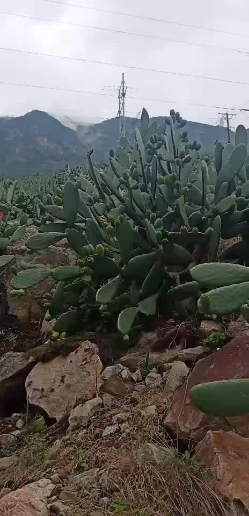 仙桃