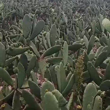 仙桃