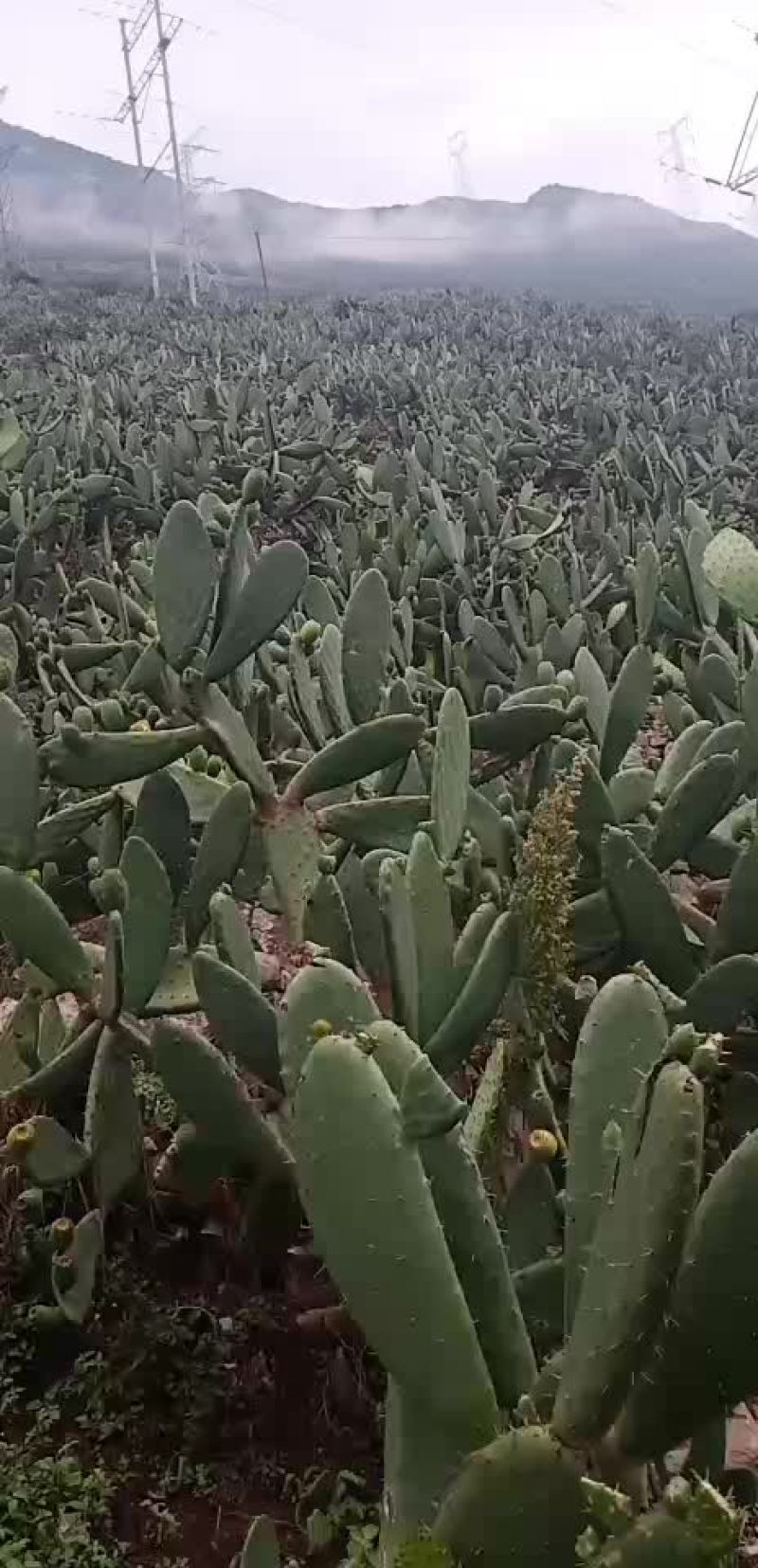 仙桃