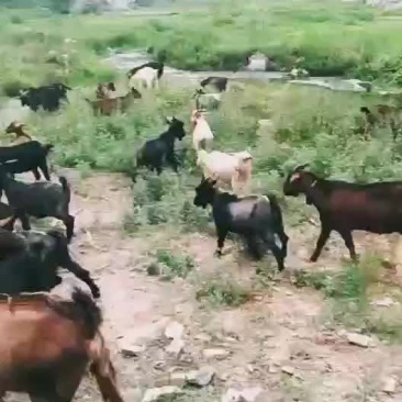 山羊咿呀咿呀哟样一样呀