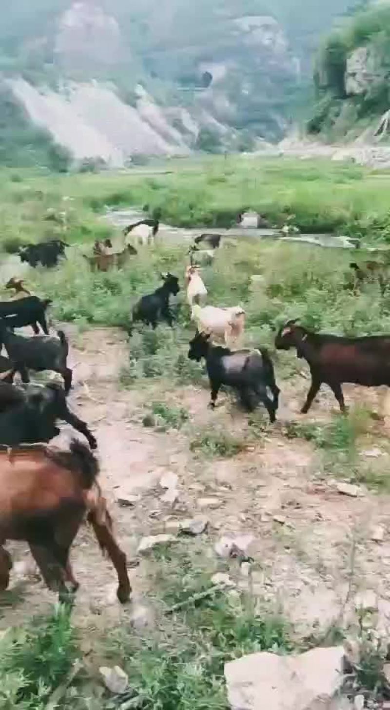 山羊咿呀咿呀哟样一样呀