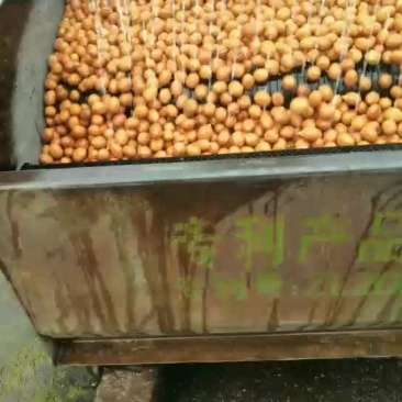 核桃