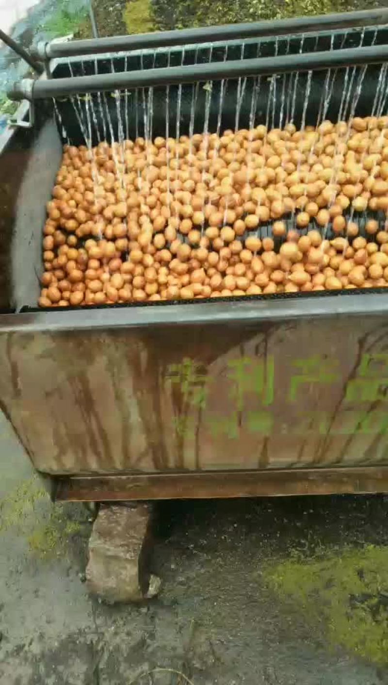 核桃