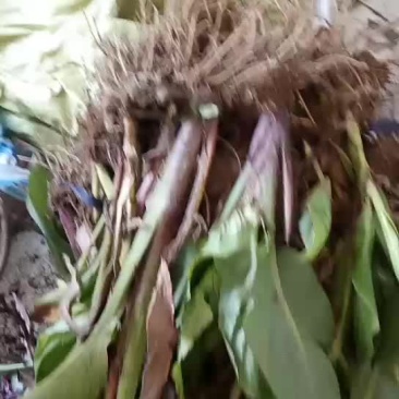 水生植物美人蕉优质苗根部发达成活率高