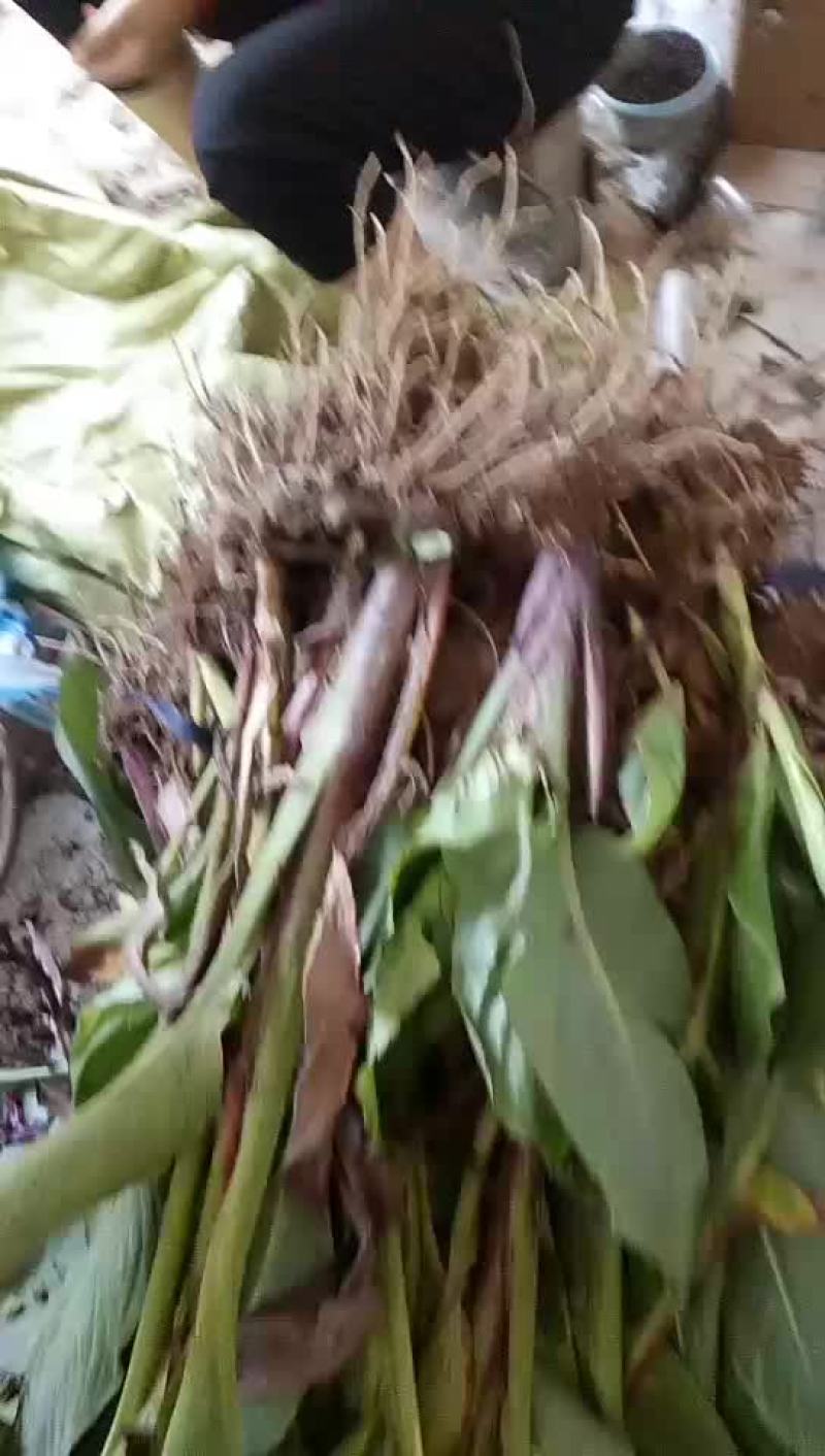 水生植物美人蕉优质苗根部发达成活率高