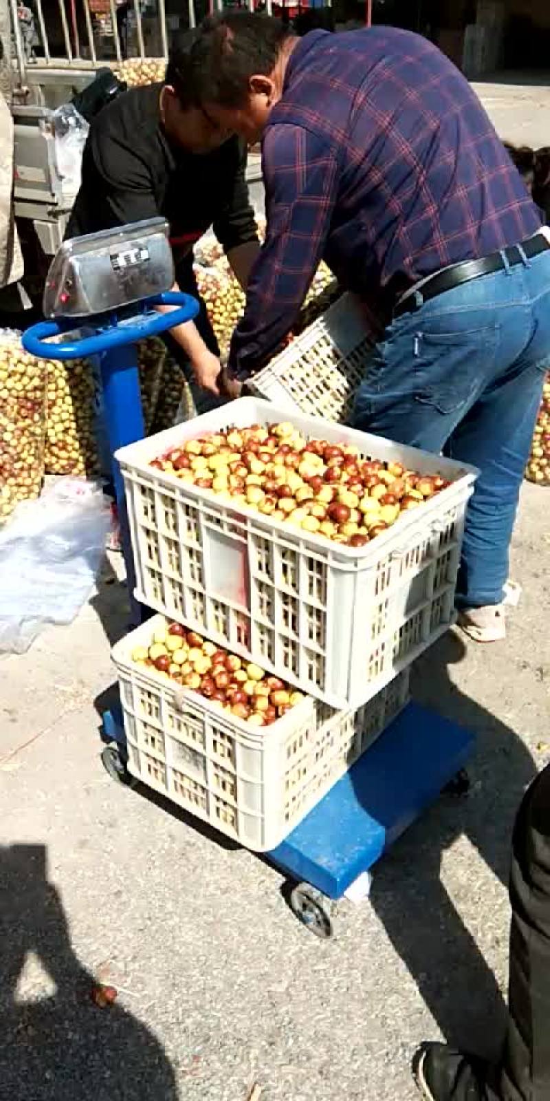 冬枣产地实力代办，大型场地地址优越，电商对接，