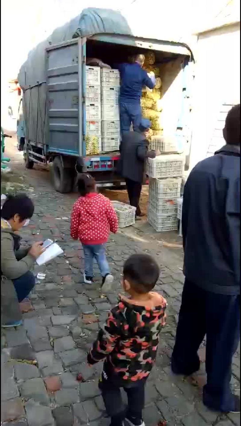 冬枣产地实力代办，大型场地地址优越，电商对接，