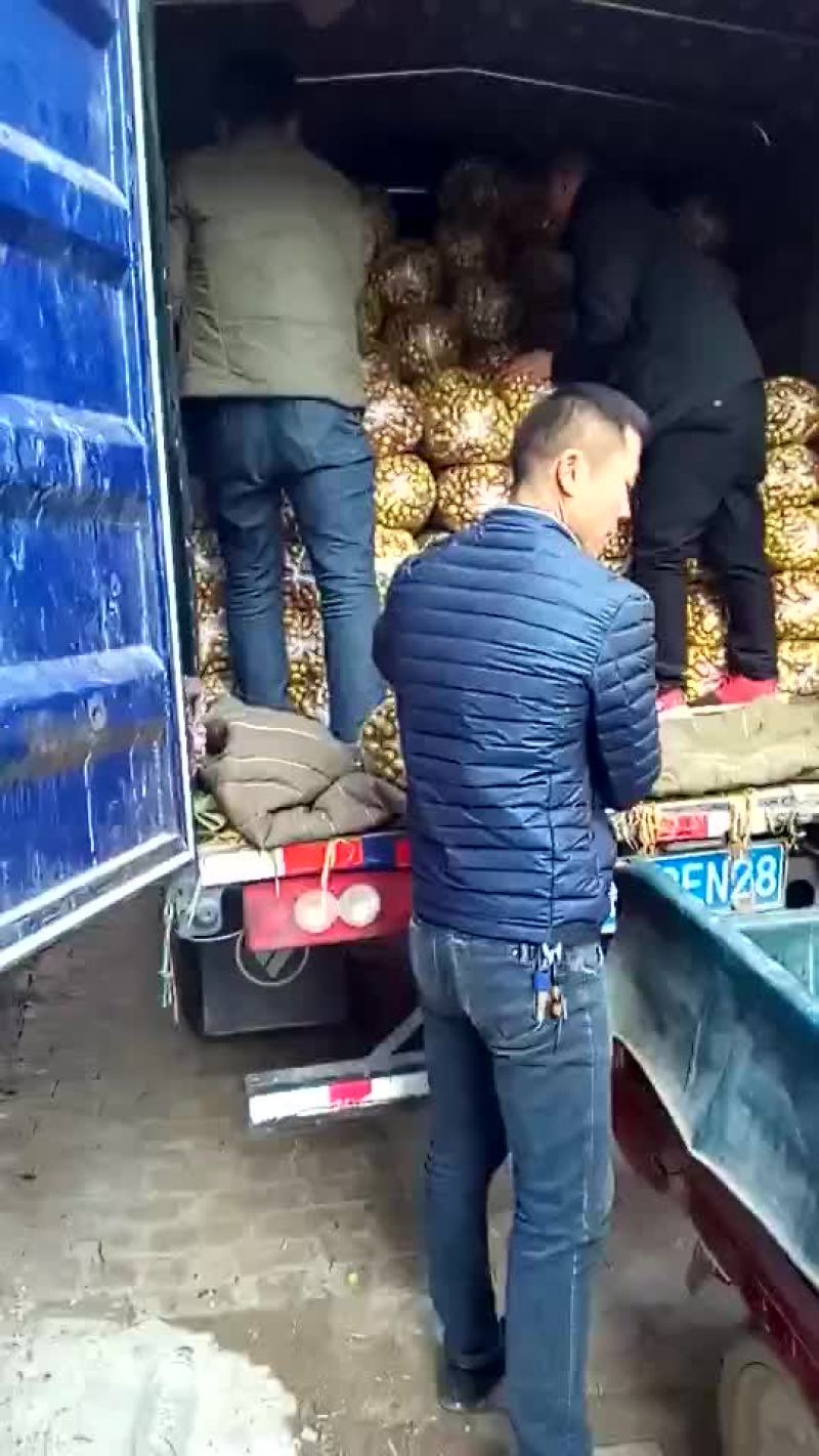冬枣产地实力代办，大型场地地址优越，电商对接，