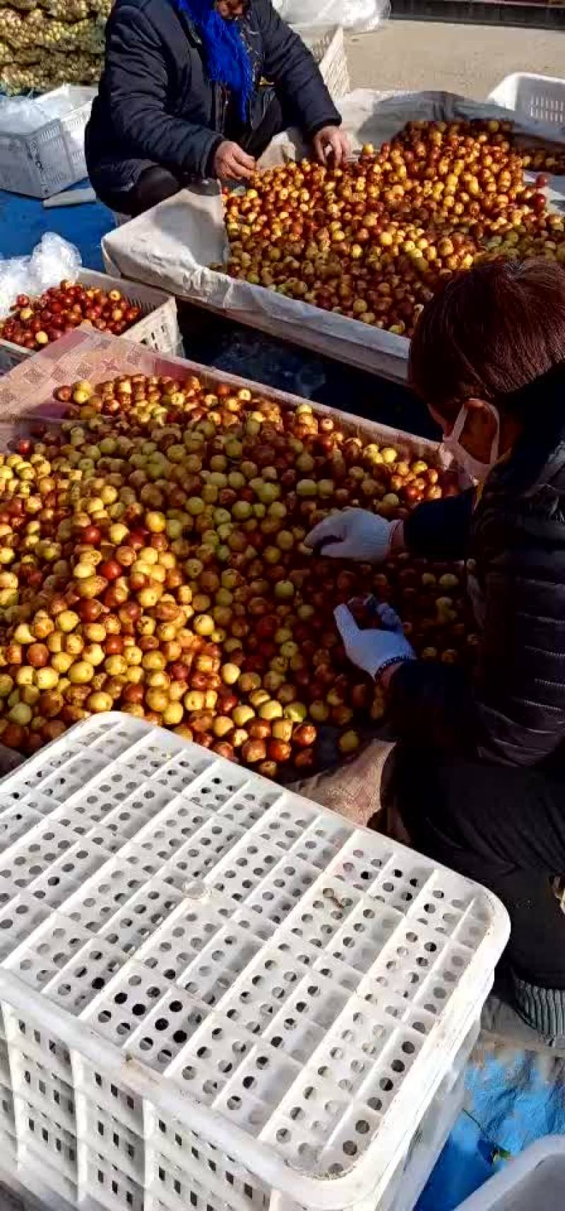 冬枣产地实力代办，大型场地地址优越，电商对接，