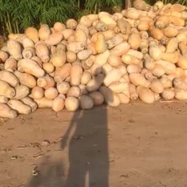 还有最后5吨南瓜，1000一吨