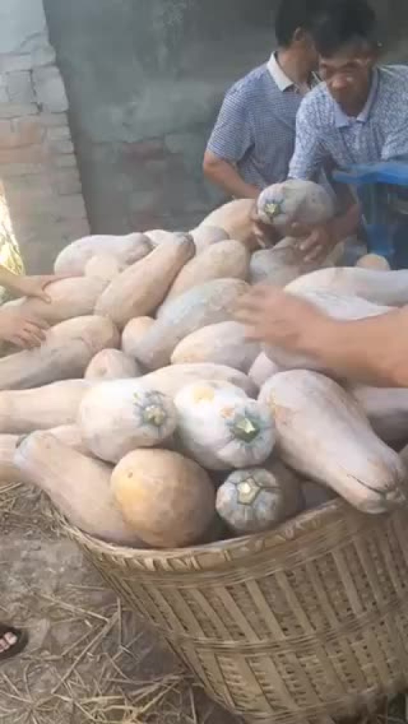 最后5吨南瓜，要得赶快1000一吨