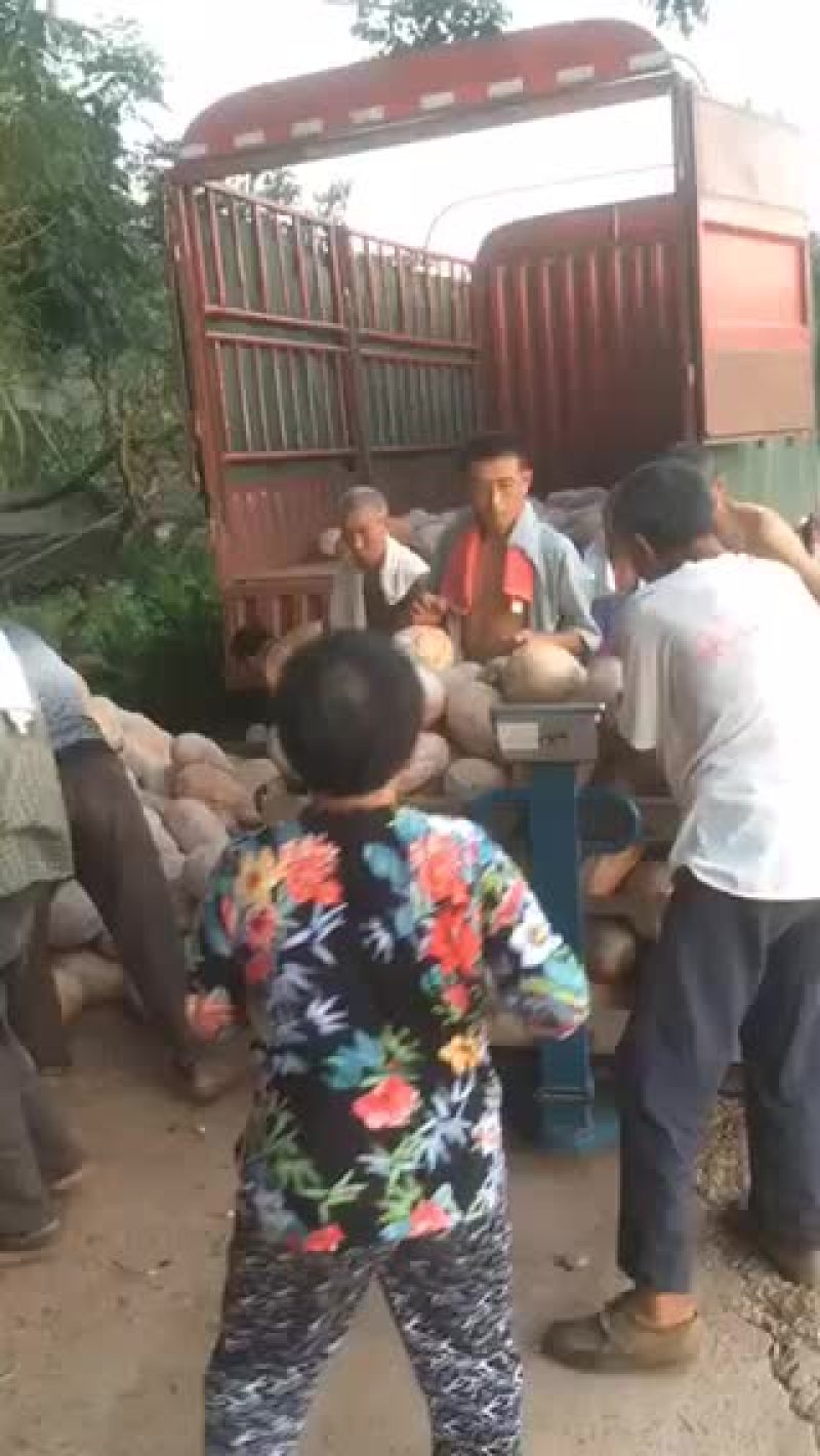 最后5吨南瓜，要得赶快1000一吨