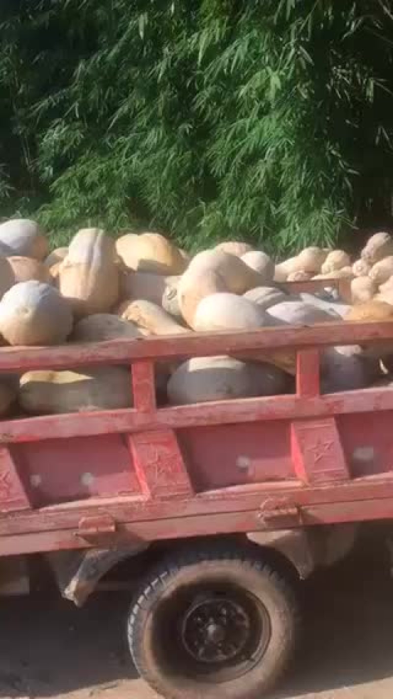 最后5吨南瓜，要得赶快1000一吨
