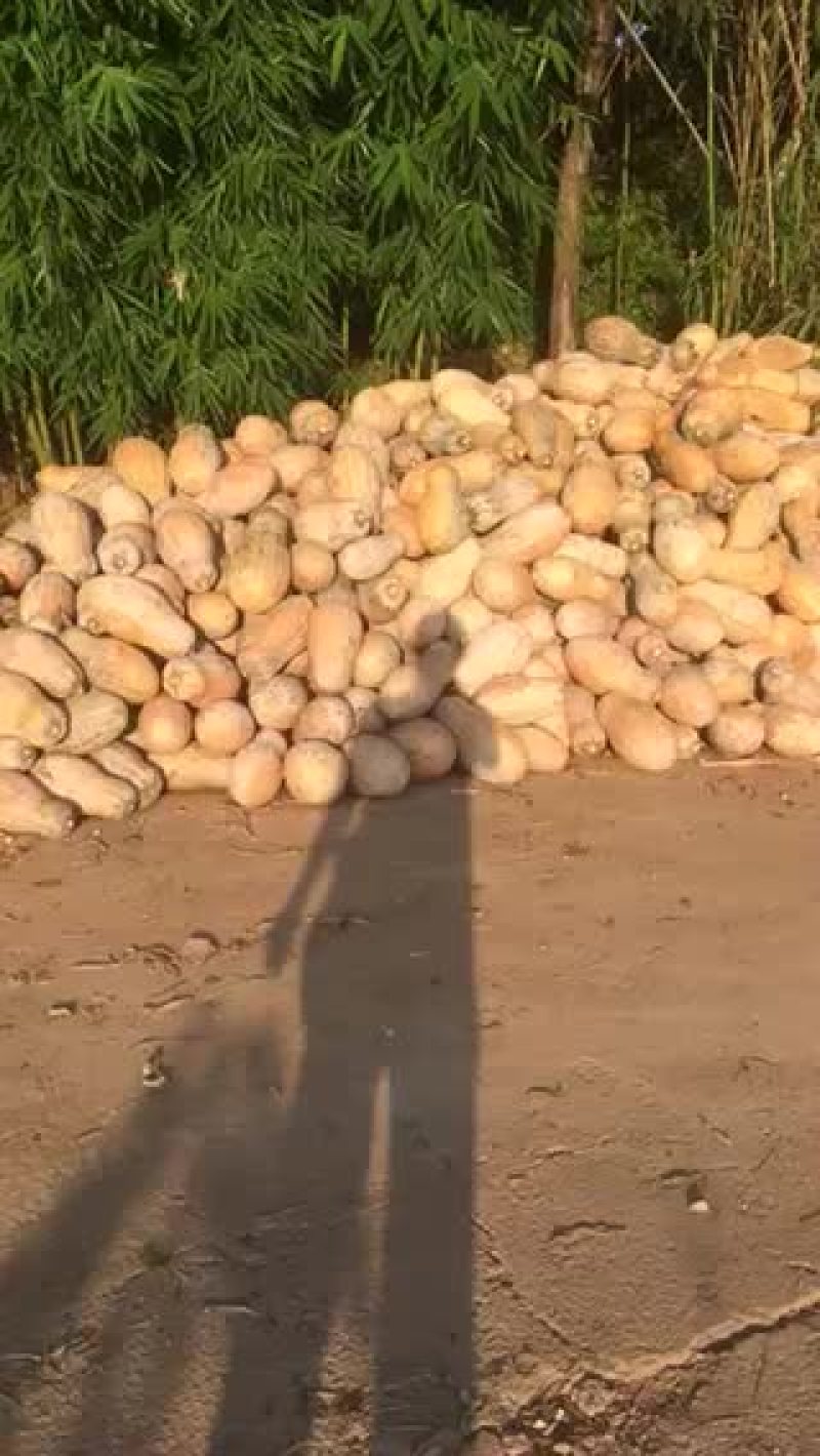 最后5吨南瓜，要得赶快1000一吨