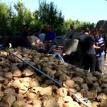 不解代皇冠梨，大落价了