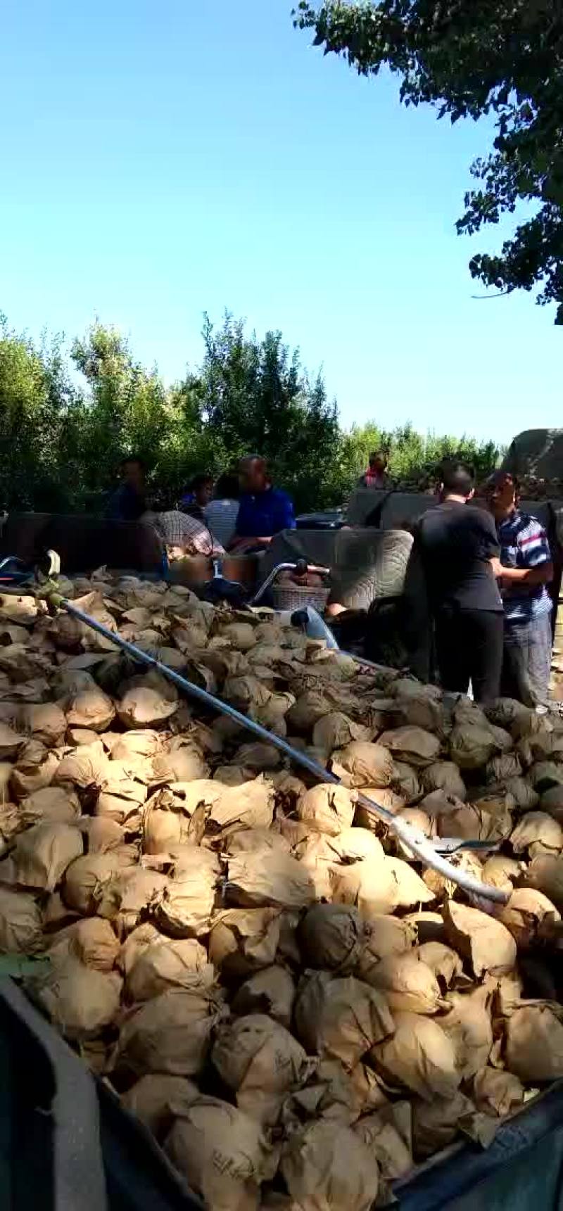 不解代皇冠梨，大落价了