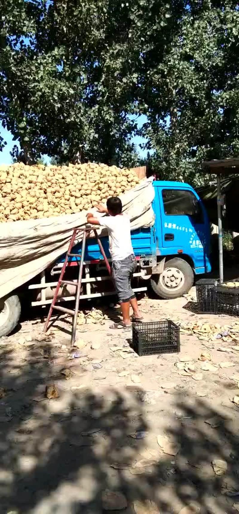 皇冠梨便宜了，有需要的客户速速快来吧
