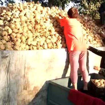 皇冠梨便宜了，有需要的客户速速快来吧