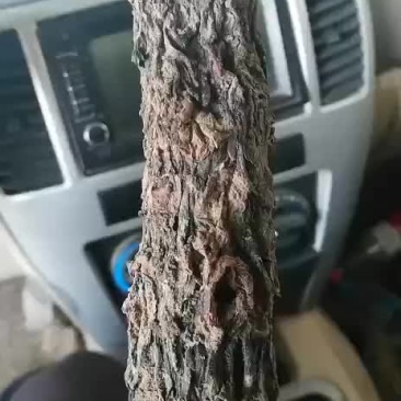 肉苁蓉，大元