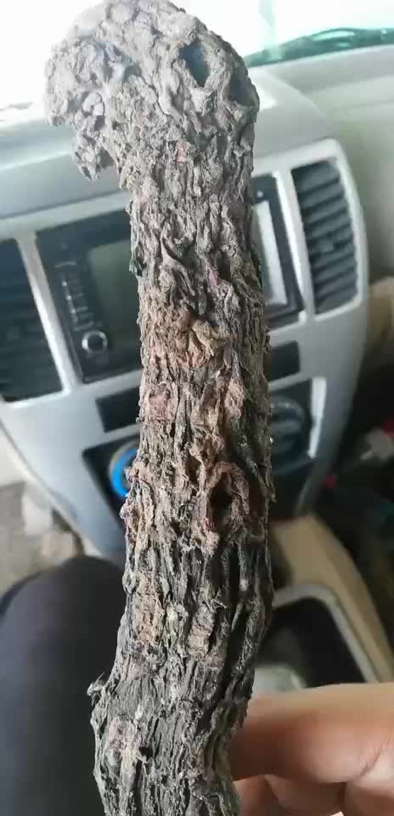 肉苁蓉，大元