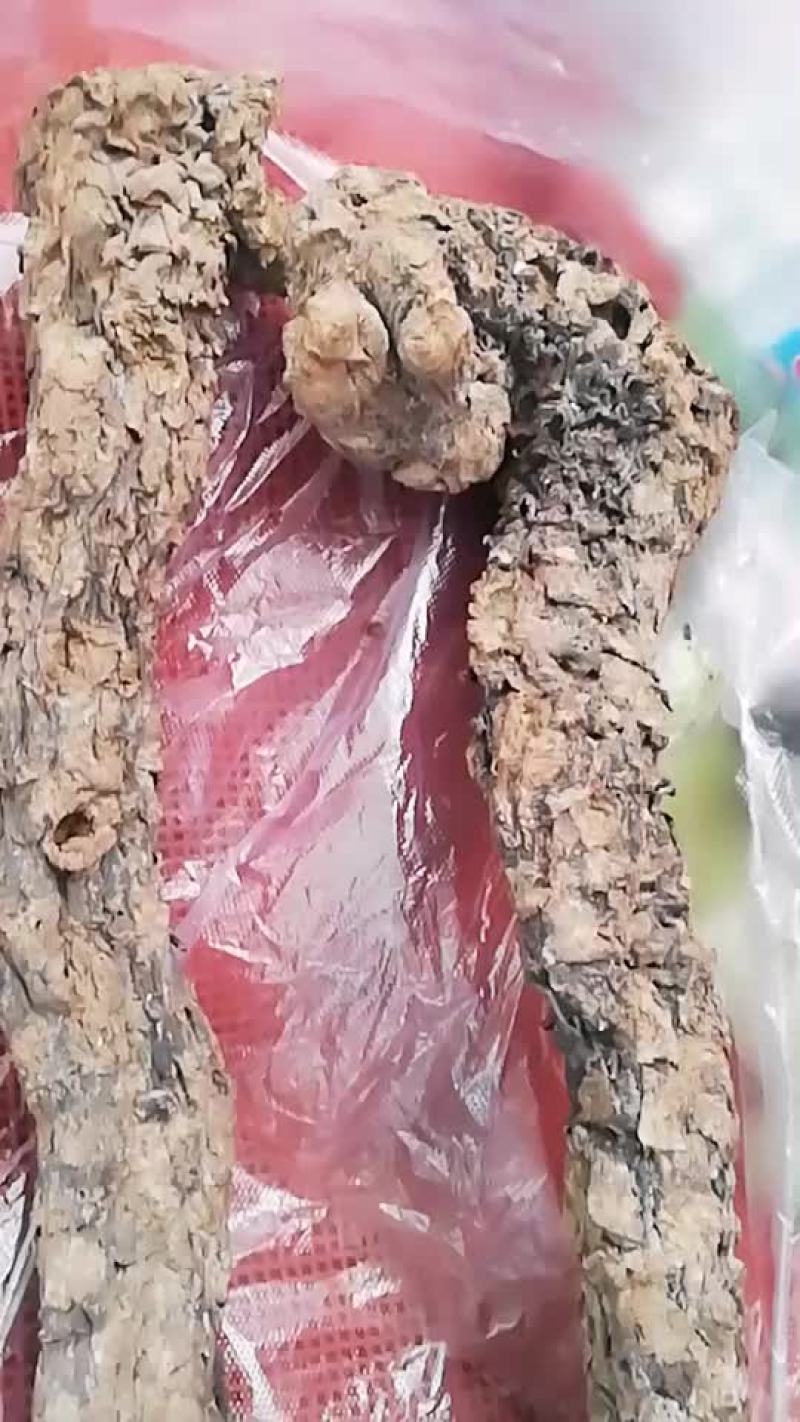 肉苁蓉，大元