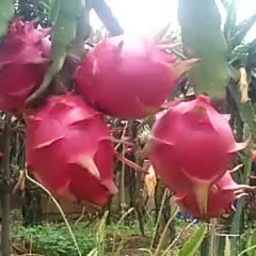 红心火龙果