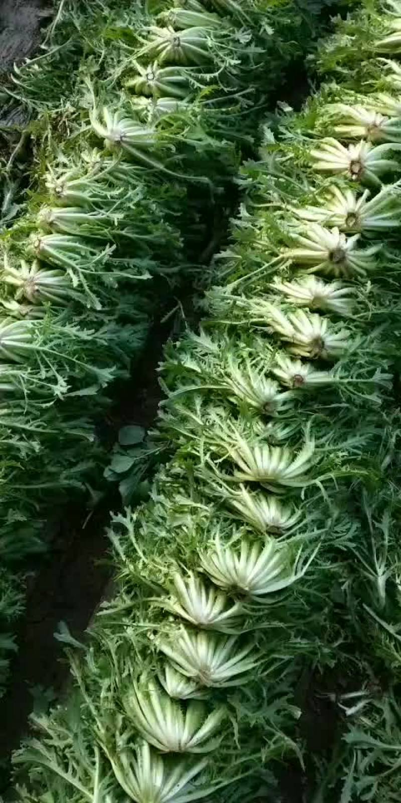 苦菊又掉价了质量完美有一流的团队